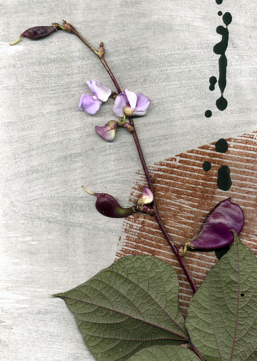 Grape Hyacinth Bean 8/19/99